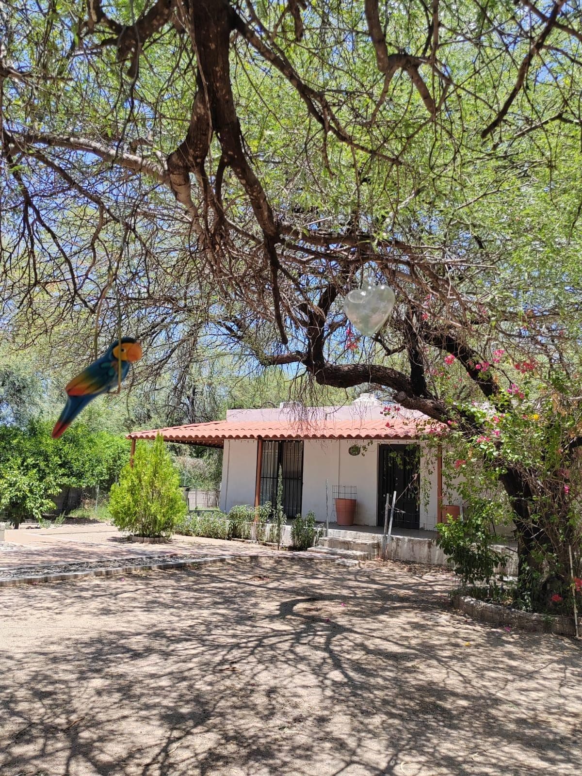 TERRENO CAMPESTRE CON CASA Y ALBERCA EN REAL DEL ALAMITO
¡Tu espacio ideal para disfrutar, descansar y reunir a la familia!
Sección Arboledas del Real del Alamito, con acceso controlado.
3,000 m² de terreno totalmente bardeado, con una bonita casa y excelentes áreas para disfrutar al aire libre.
La propiedad cuenta con:
• Acogedora Casa con Pórtico, Sala-comedor y estancia, Cocina equipada, Baño completo en interior y otro Baño completo en exterior
• Minisplit
• Cisterna, Hidro y bomba
Área exterior ideal para convivencias:
• ¡Padrísima alberca!
• Área de asador
• Amplio tejabán para reuniones
• Medio baño rústico en el patio
• Palmeras y árboles frutales
Un lugar con mucho espacio, privacidad y ambiente campestre, perfecto para disfrutar los fines de semana, organizar reuniones o simplemente tener un refugio fuera de la ciudad.
PRECIO DE VENTA: $2,500,000 MXN Negociable
**Escrituras en regla, al corriente en pagos e impuestos y listo para la venta
Te gustaría conocerlo? Envíame mensaje y agendemos una visita
